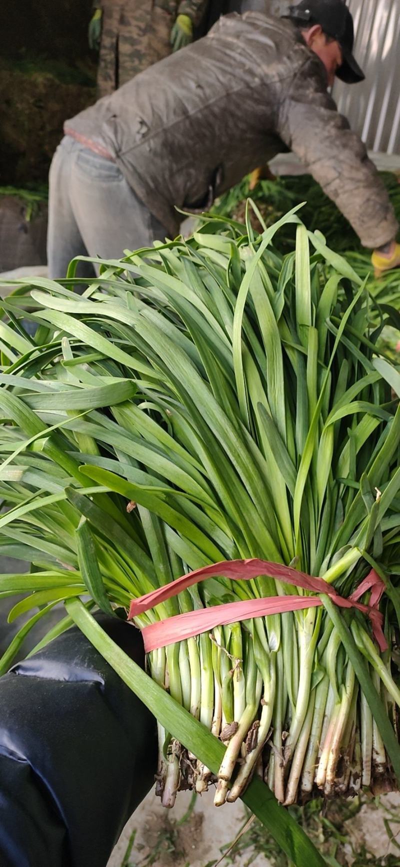 梁山精品陆地红根韭菜大量上市量大好货质优