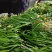 梁山精品陆地红根韭菜大量上市量大好货质优