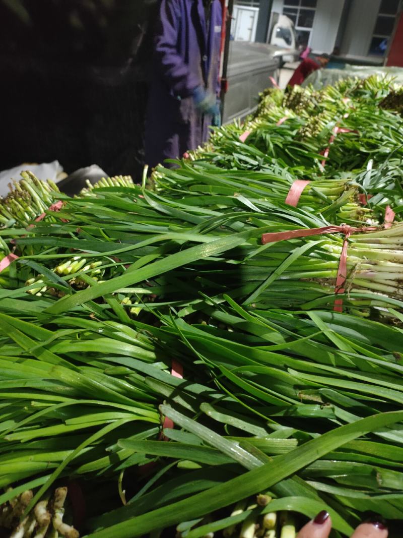 梁山精品陆地红根韭菜大量上市量大好货质优
