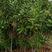 澳洲坚果树苗夏威夷果苗嫁接苗原装土苗南北方种植
