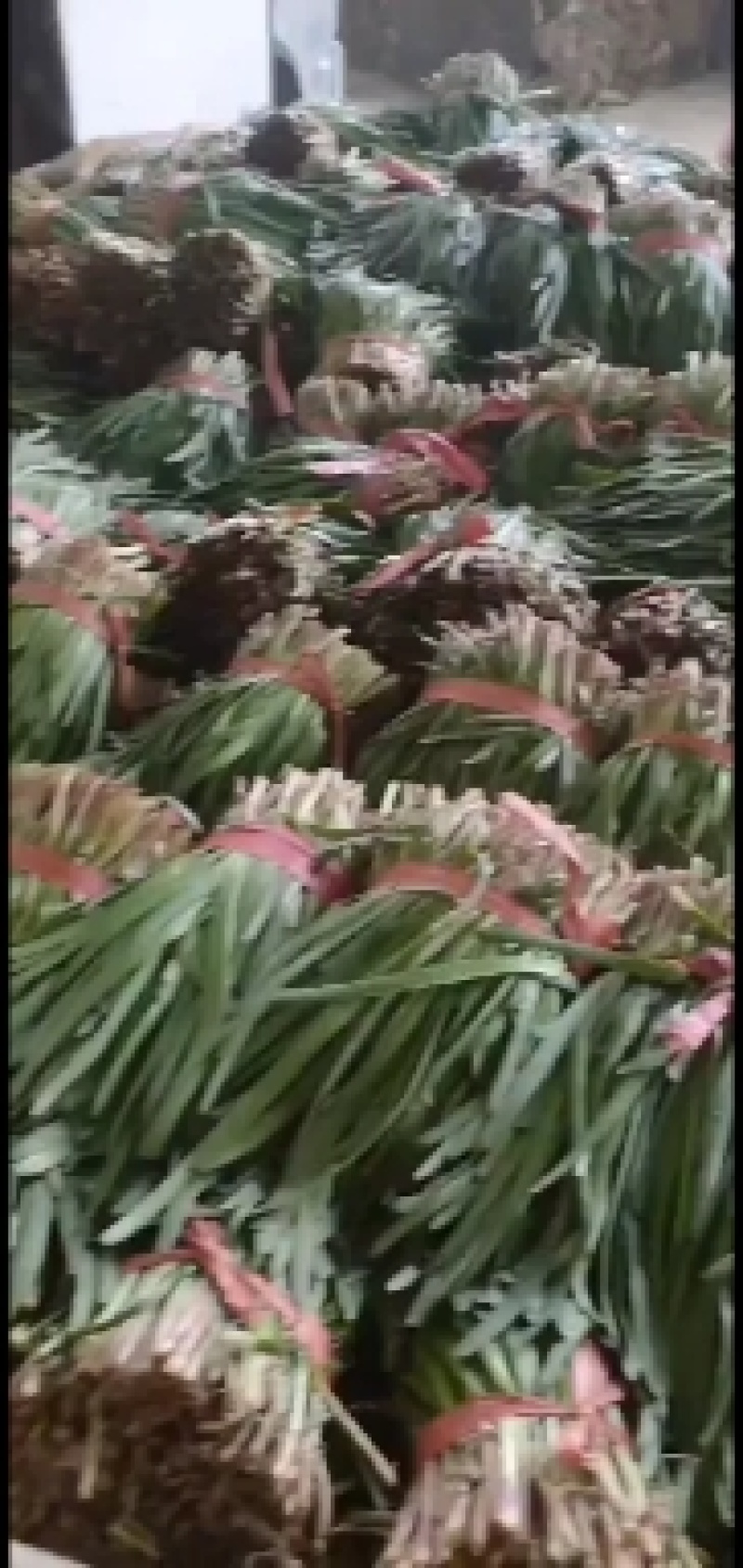 梁山万亩韭菜红根头刀宽叶量大质优好货