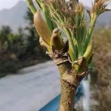 出售刺嫩芽苗回收刺嫩芽