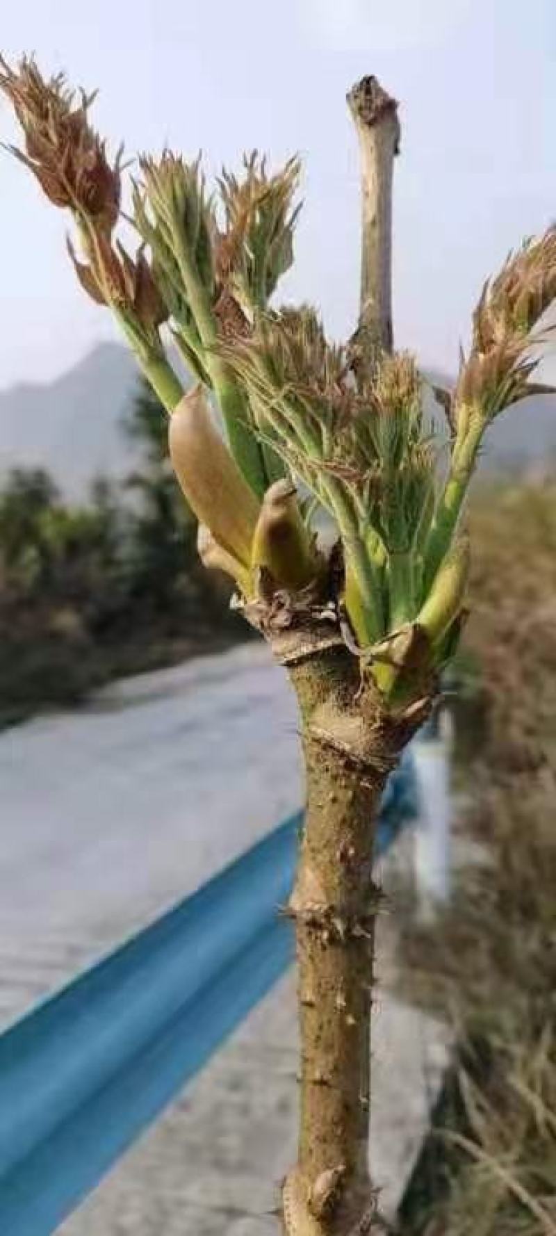 出售刺嫩芽苗回收刺嫩芽