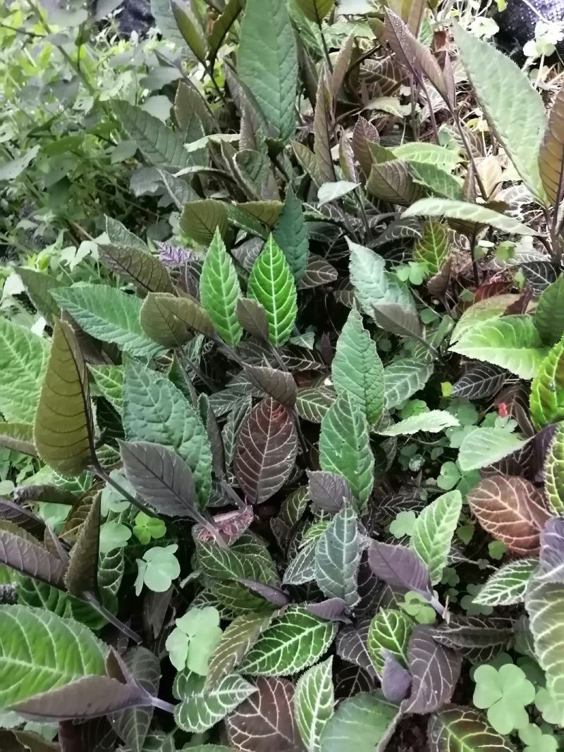 走马胎，全种子培育小苗。包技术指导种植。高度8公分高起。