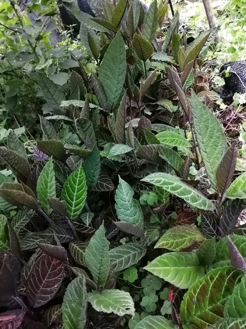 走马胎，全种子培育小苗。包技术指导种植。高度8公分高起。
