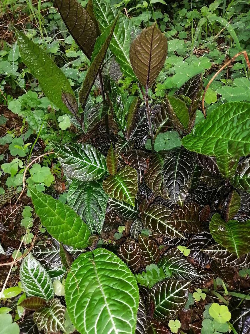 走马胎，全种子培育小苗。包技术指导种植。高度8公分高起。