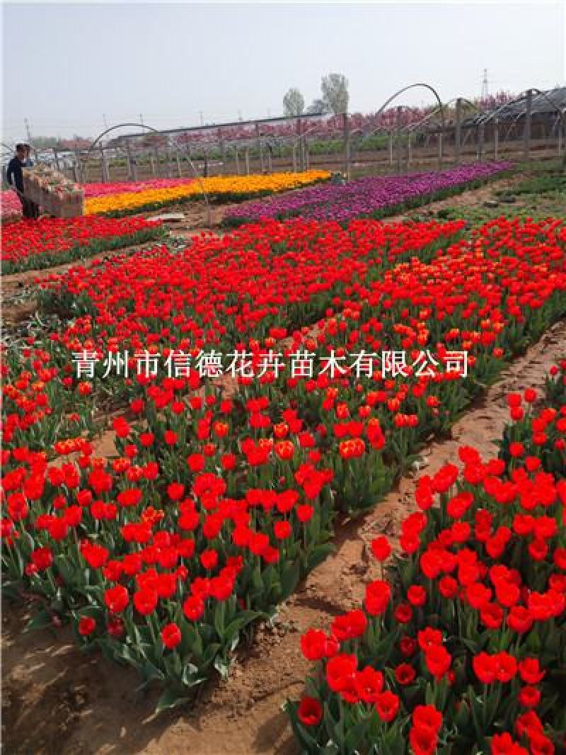 郁金香，一代开花好，花色多花头大，二代价格便宜
