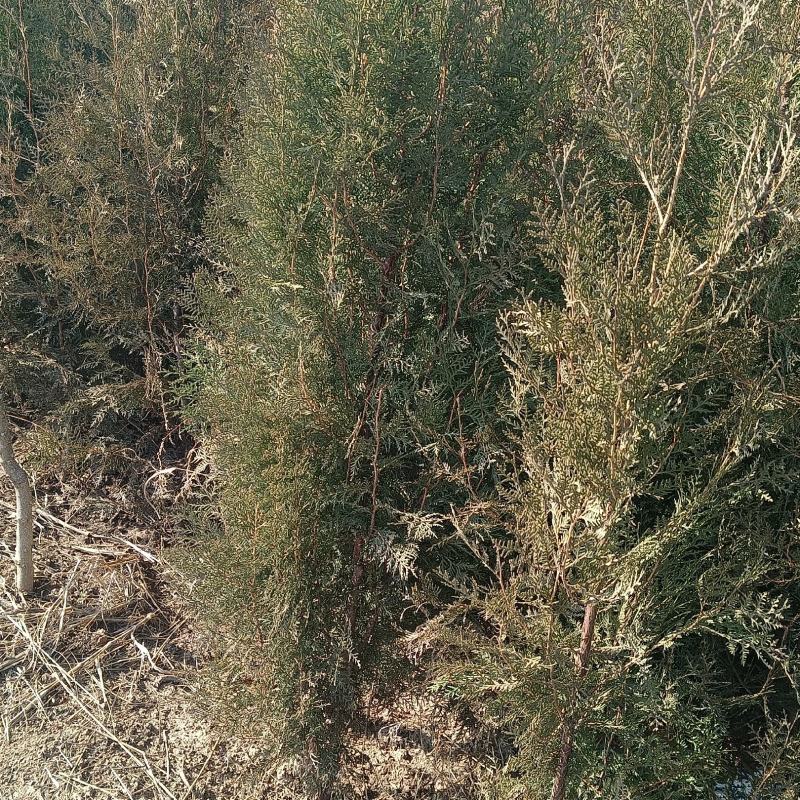 侧柏苗柏树苗荒山绿化苗木