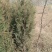 侧柏苗柏树苗荒山绿化苗木