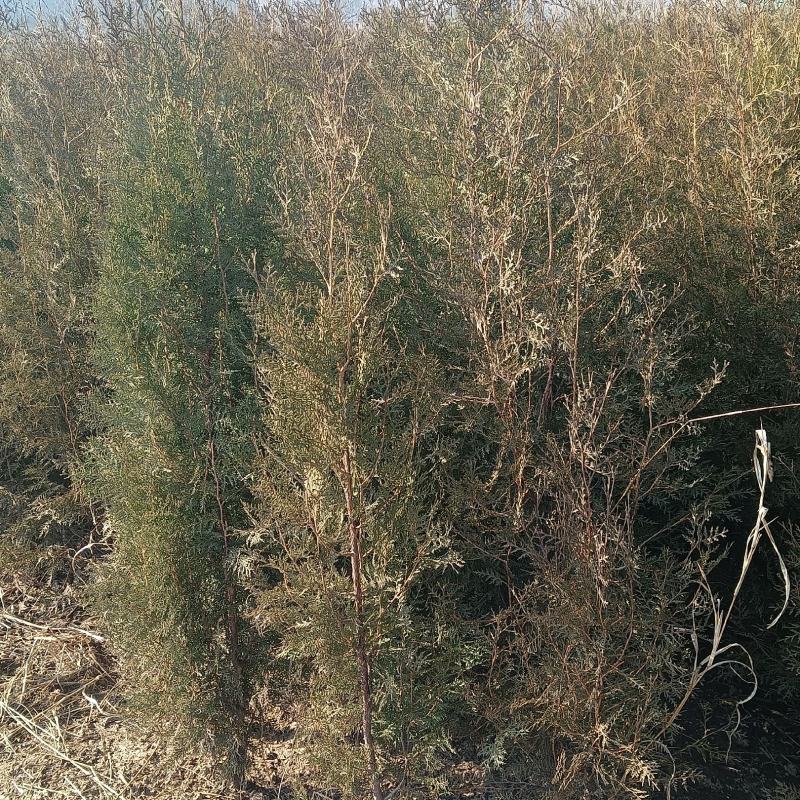 侧柏苗柏树苗荒山绿化苗木