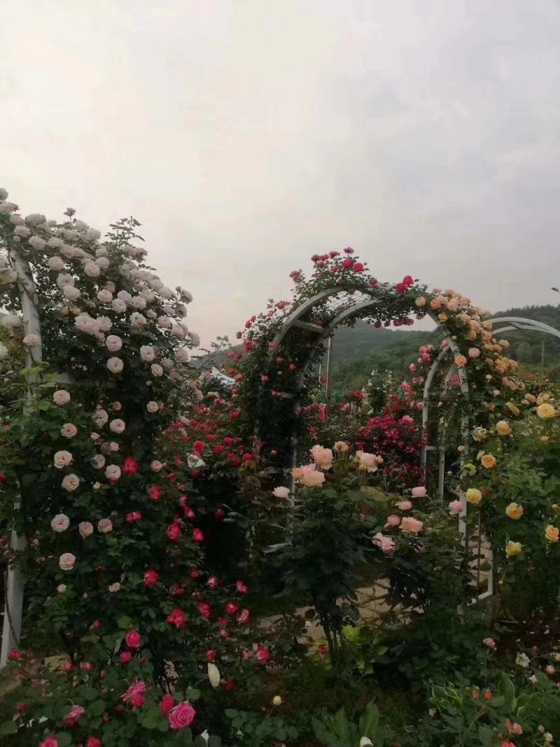雀舌黄杨观赏盆景黄杨古树包邮5800