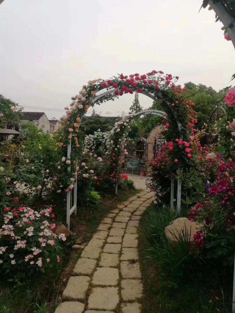 雀舌黄杨观赏盆景黄杨古树包邮5800