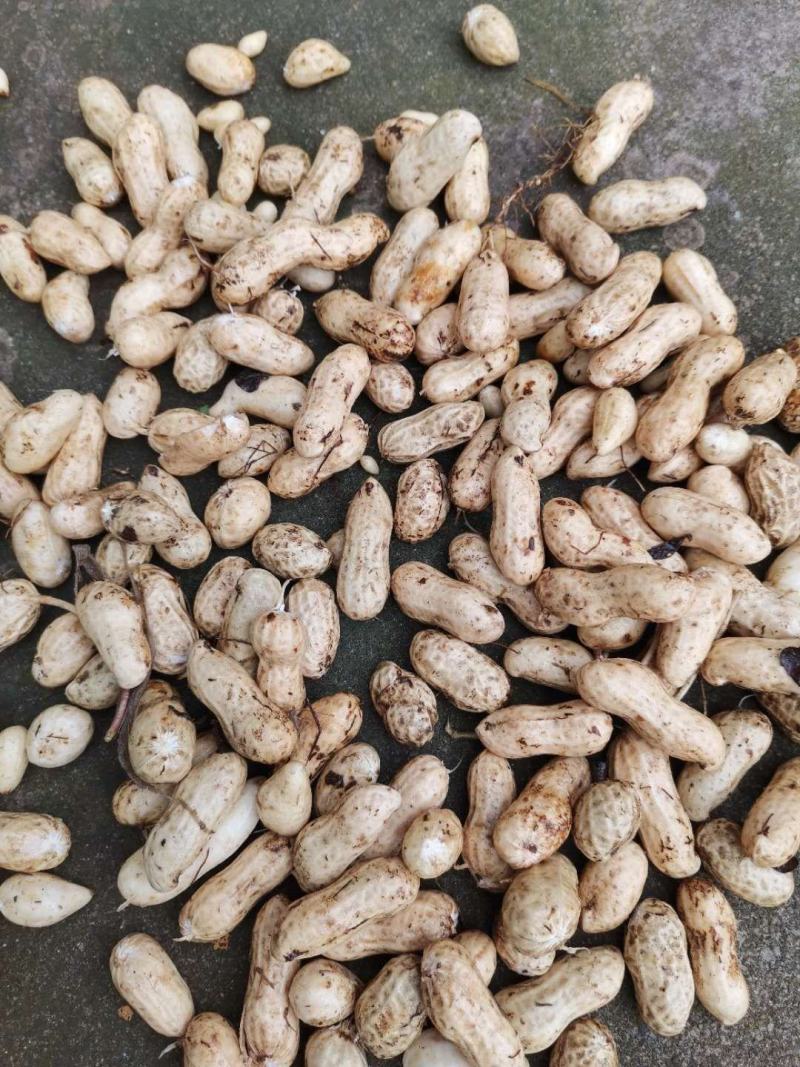 鲜花生人工机选精选果！发全国