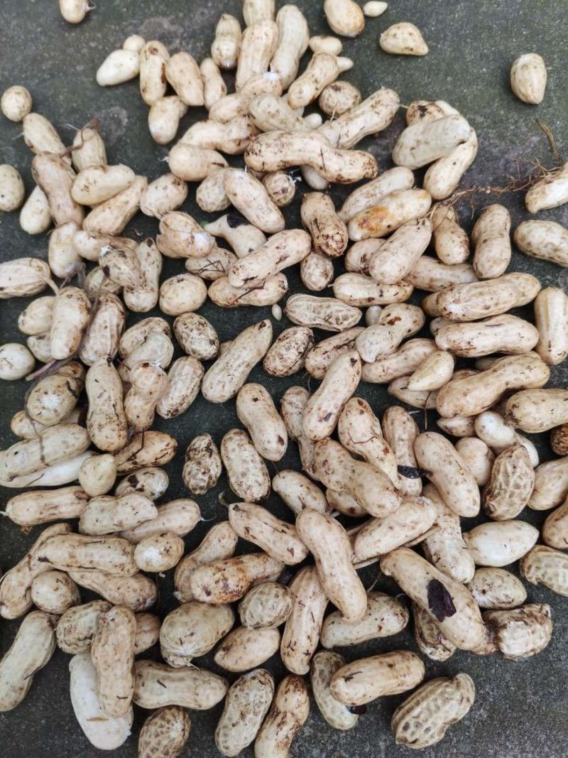 鲜花生人工机选精选果！发全国