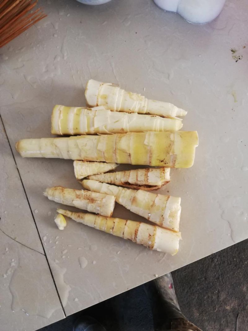 大山里的野生苦笋上市了