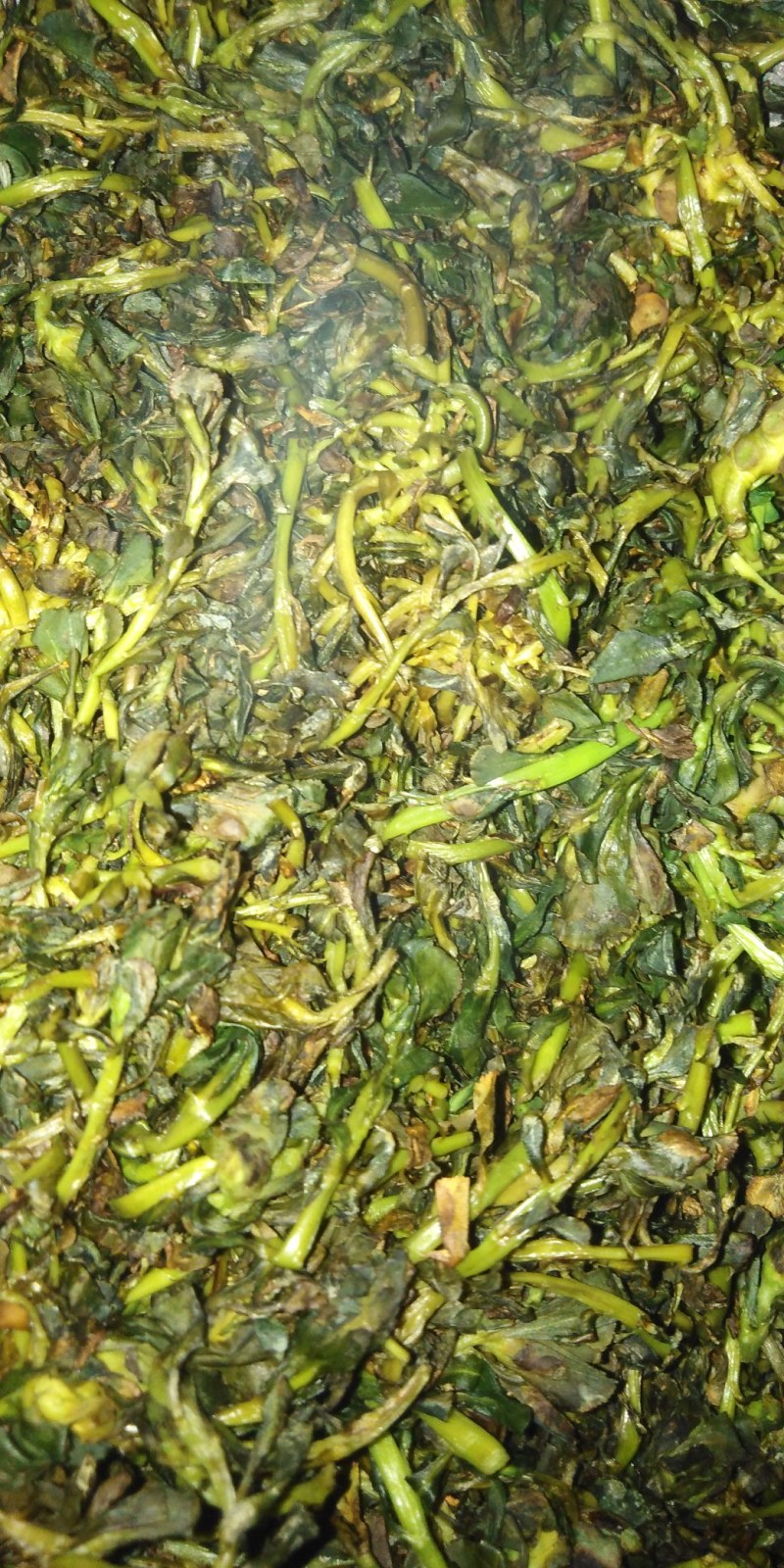 泽漆猫眼草野生纯净干鲜都可有需要的提前联系