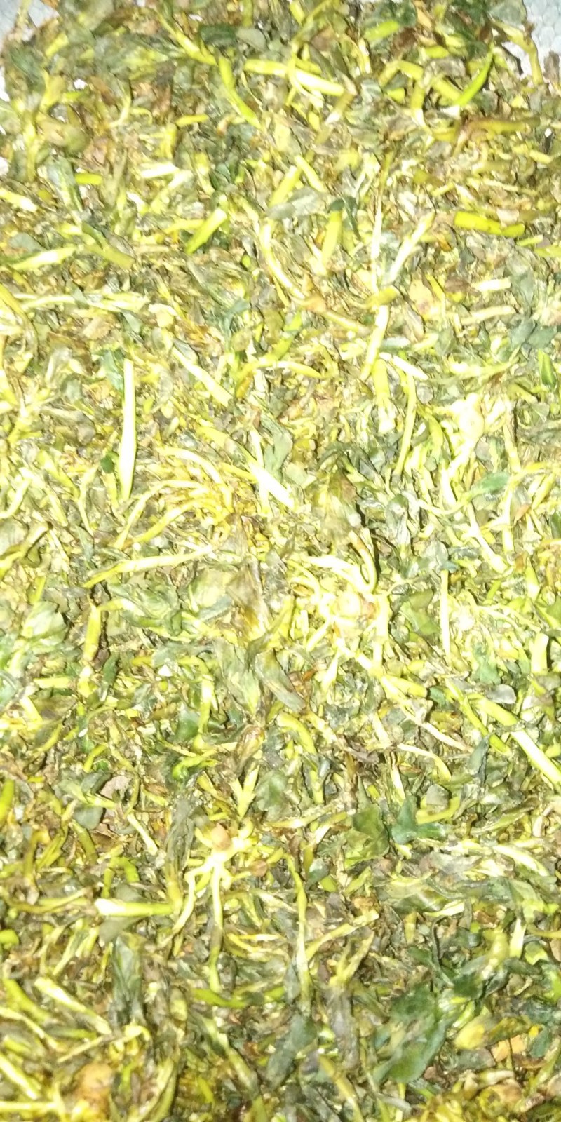 泽漆猫眼草野生纯净干鲜都可有需要的提前联系