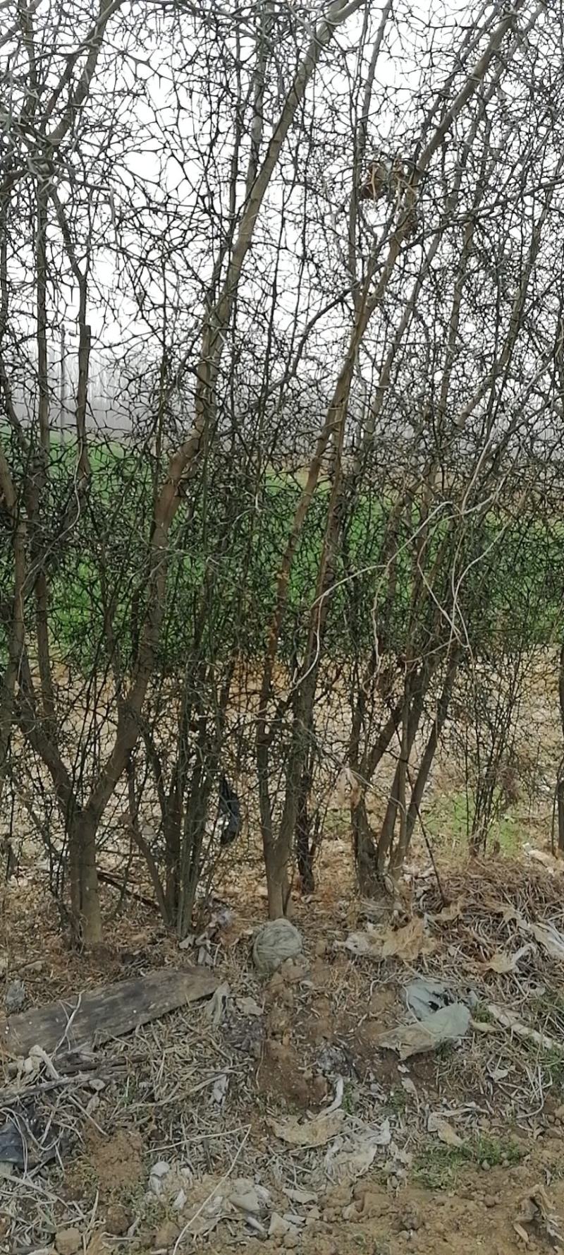 铁篱笆果，基地直发，包成活率。根系发达，植株健壮。