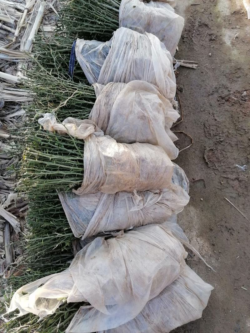 铁篱笆果，基地直发，包成活率。根系发达，植株健壮。