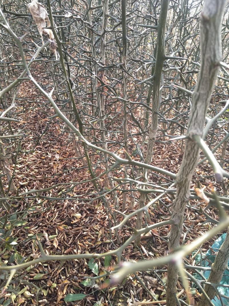 铁篱笆果，基地直发，包成活率。根系发达，植株健壮。