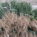 铁篱笆果，基地直发，包成活率。根系发达，植株健壮。