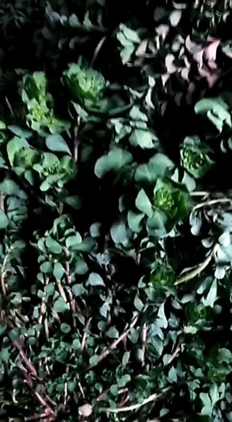 泽漆猫眼草野生纯净干鲜都可有需要的提前联系