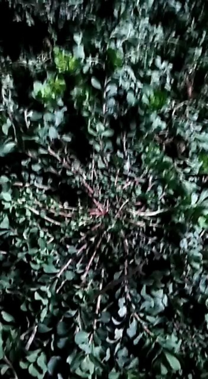 泽漆猫眼草野生纯净干鲜都可有需要的提前联系
