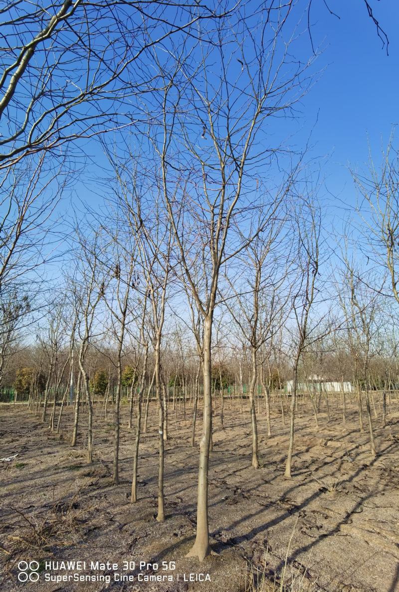 红花槐黄花槐香花槐刺槐苗圃大量供应大小规格均有量大