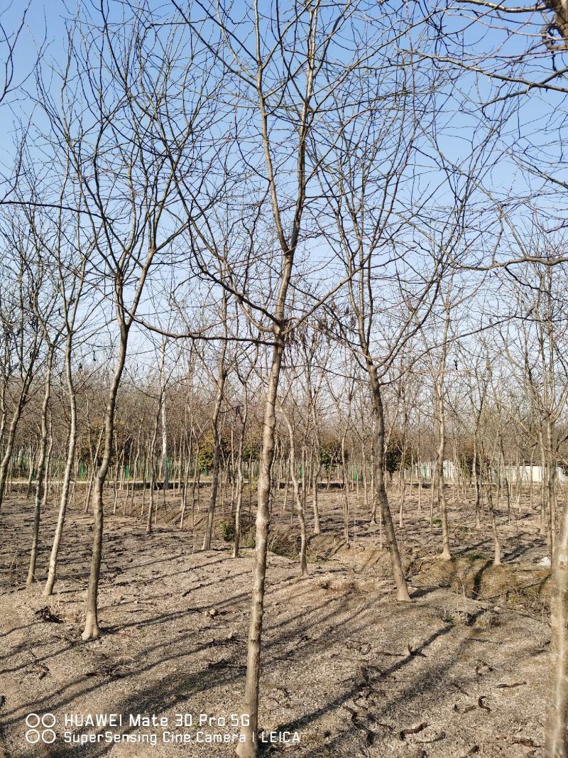 红花槐黄花槐香花槐刺槐苗圃大量供应大小规格均有量大