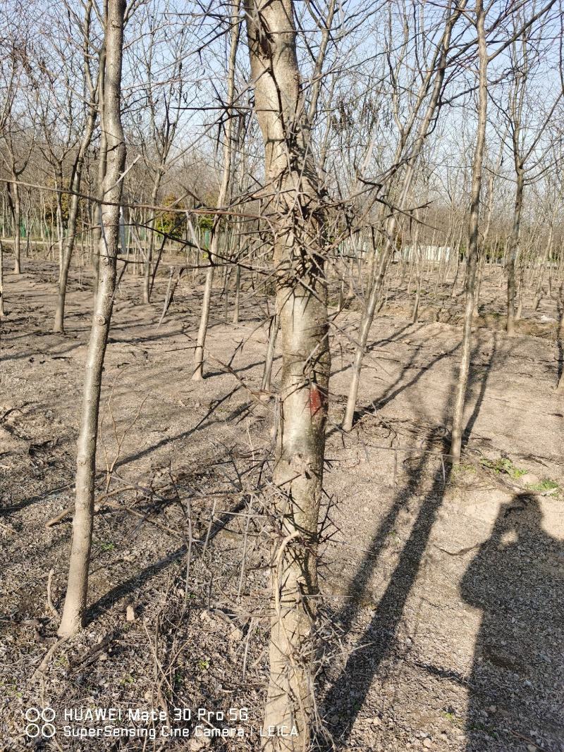 红花槐黄花槐香花槐刺槐苗圃大量供应大小规格均有量大