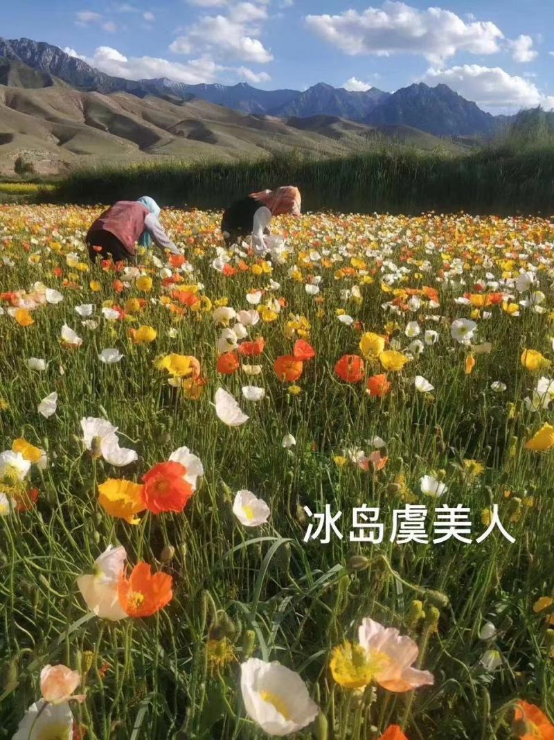 黑麦草狗牙根早熟禾高羊茅二月兰等各种草花草籽