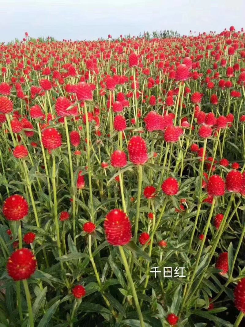 黑麦草狗牙根早熟禾高羊茅二月兰等各种草花草籽