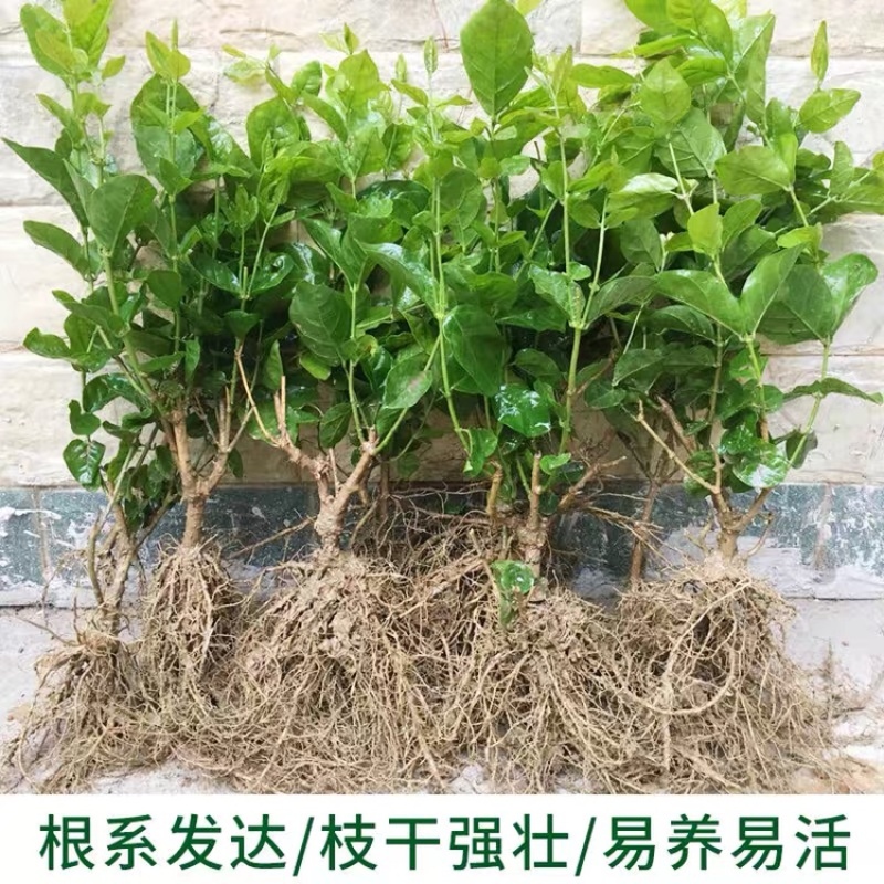 茉莉花苗带花包开花不断阳台室内外四季开花净化空气
