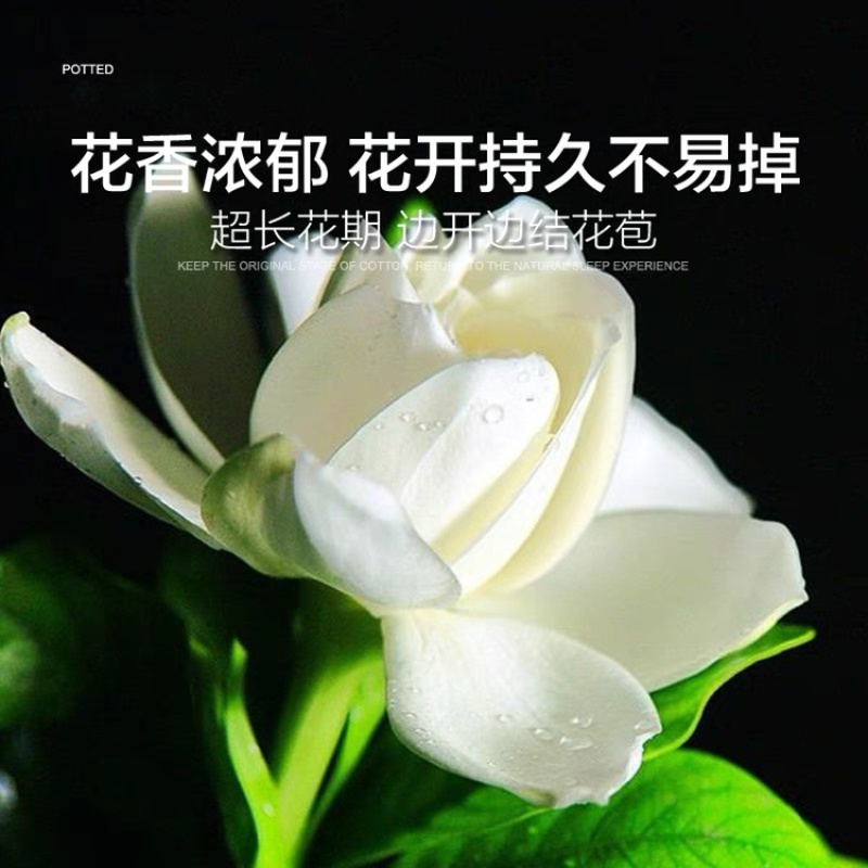 优质栀子花四季开花盆栽花卉绿植地栽量大优惠