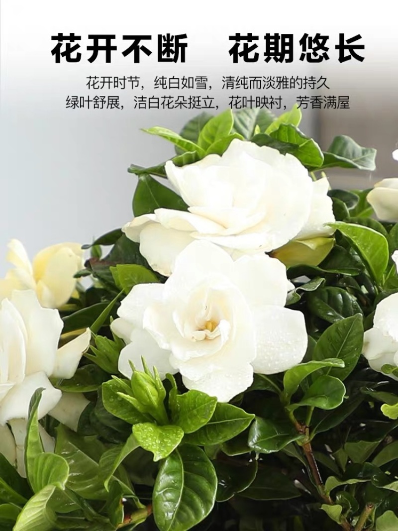 优质栀子花四季开花盆栽花卉绿植地栽量大优惠