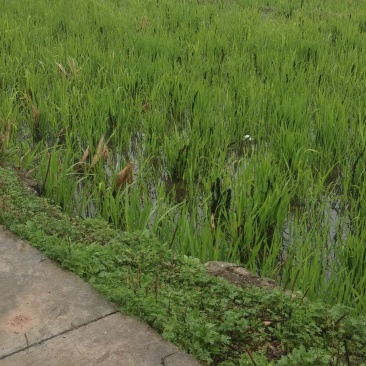单季茭白美人茭种苗批发产地直发可视频看货
