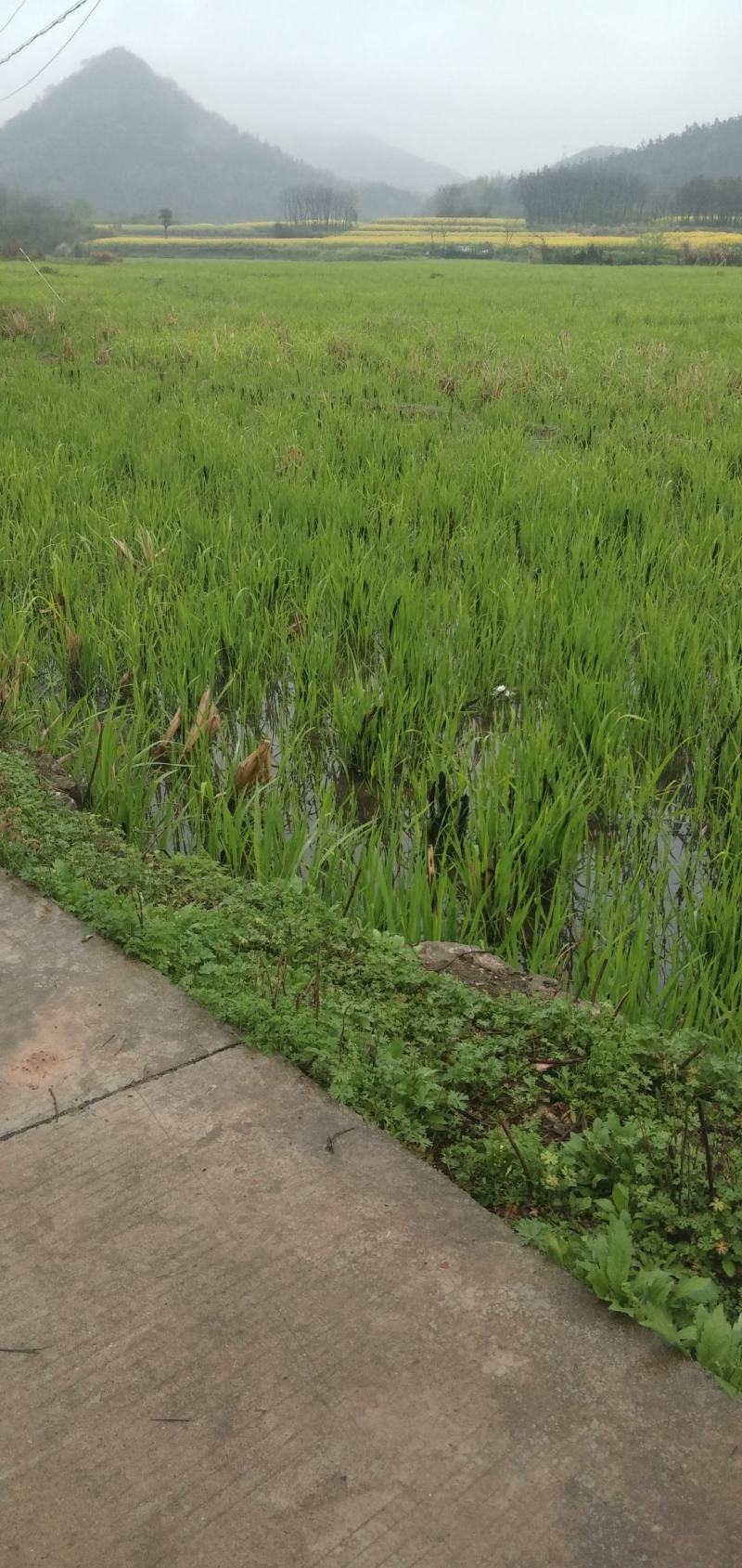 单季茭白美人茭种苗批发产地直发可视频看货