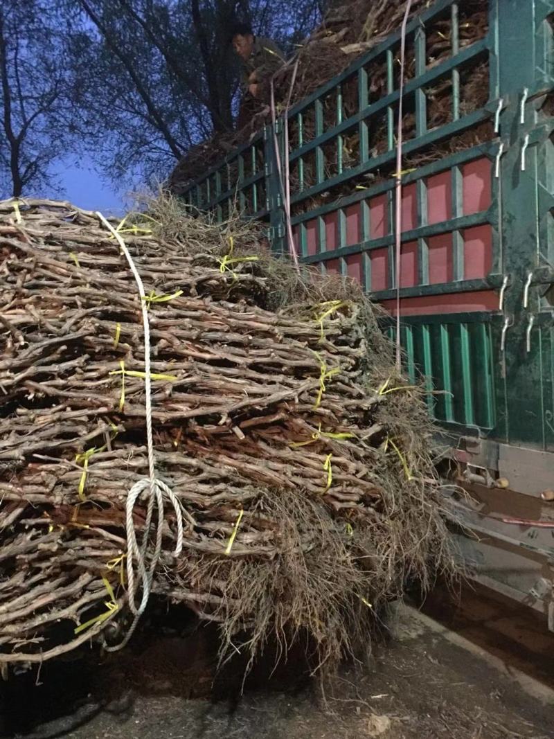 辽宁贝达苗2年生多年生口感好，欢迎产地看货，