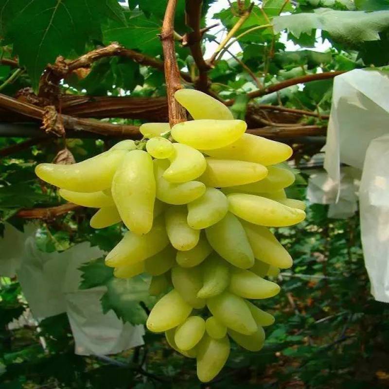 金手指葡萄苗（早熟，糖度高，外形美观，产量高，牛奶香味）