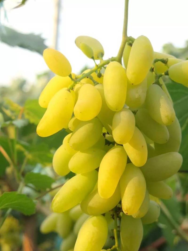 金手指葡萄苗（早熟，糖度高，外形美观，产量高，牛奶香味）
