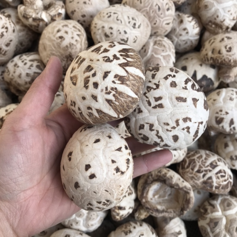 泌阳天白花菇干货带脚新货上市产地一手货源批发常年有货