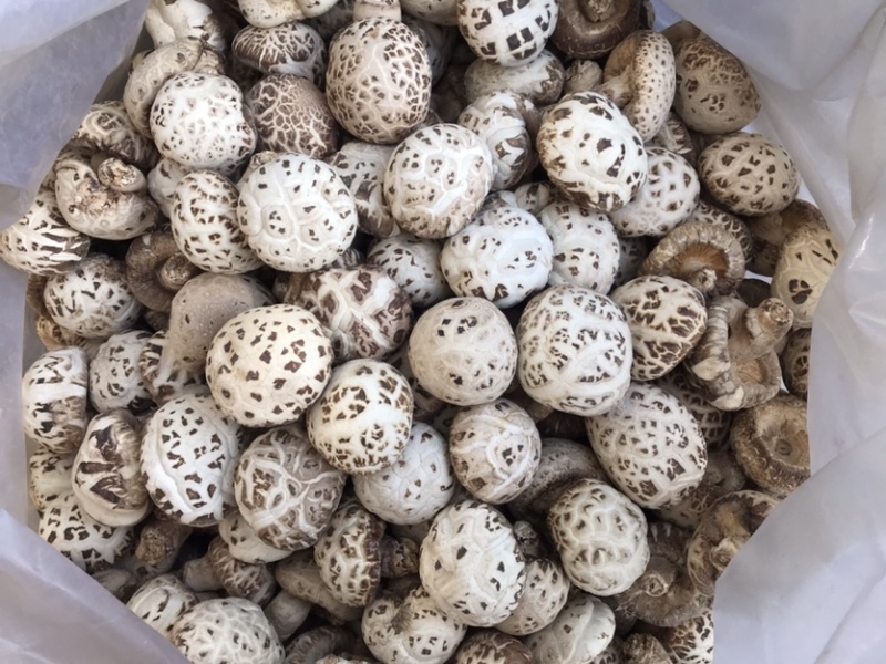 泌阳天白花菇干货带脚新货上市产地一手货源批发常年有货