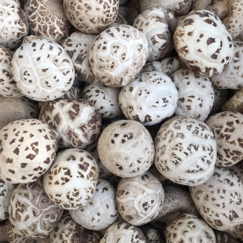泌阳天白花菇干货带脚新货上市产地一手货源批发常年有货