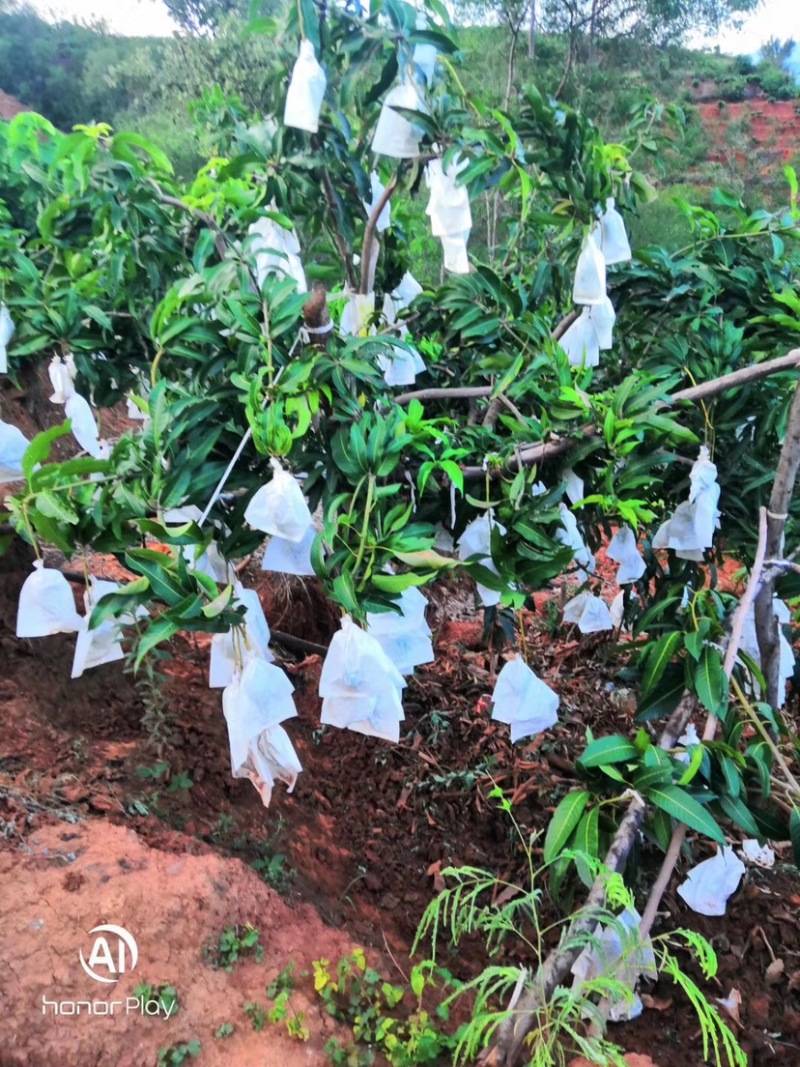 水果套袋，水蜜桃套袋，桃袋，水果套袋防虫果袋包，桃子袋