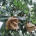 水果套袋，水蜜桃套袋，桃袋，水果套袋防虫果袋包，桃子袋