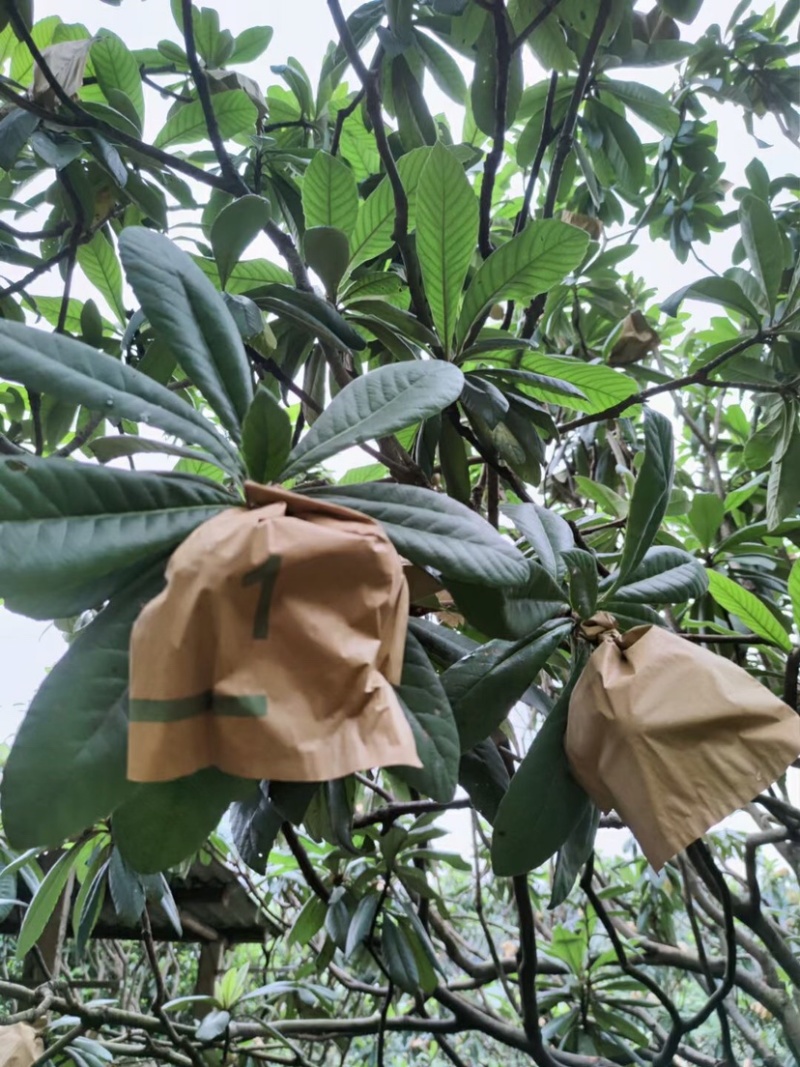 水果套袋，水蜜桃套袋，桃袋，水果套袋防虫果袋包，桃子袋