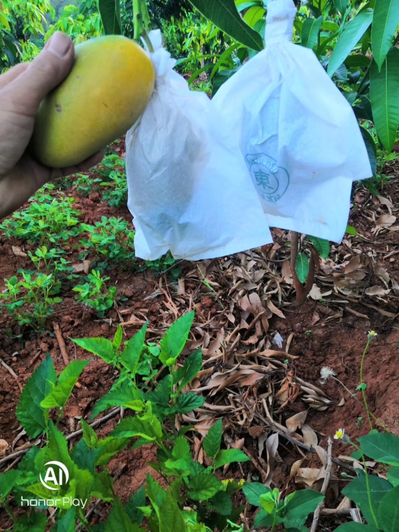 水果套袋，水蜜桃套袋，桃袋，水果套袋防虫果袋包，桃子袋