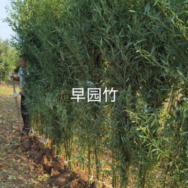 早园竹苗早园竹基地早园竹批发常青竹四季竹苗