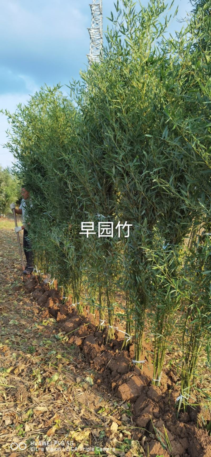 早园竹苗早园竹基地早园竹批发常青竹四季竹苗