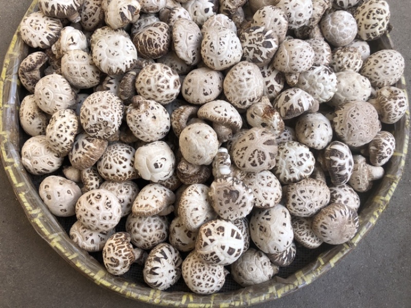 出口天白大花菇厚肉剪脚500g产地一手货源批发干花菇冬菇
